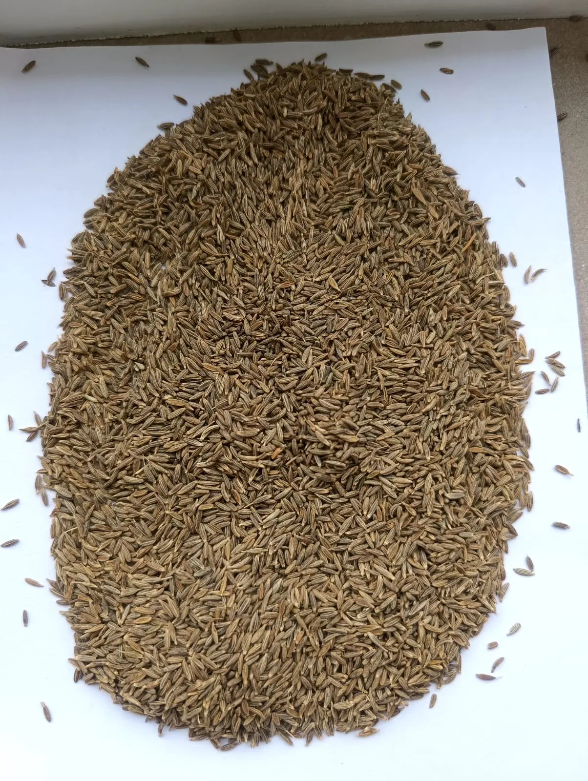 Cumin Seeds